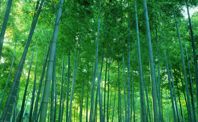 Bamboo Forest — Green, Serene, Afternoon, Photograph, Trees, Leaves, Sunlight