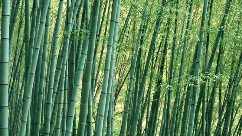 Bamboo Forest — Green, Serene, Afternoon, Photograph, Trees, Leaves, Yellow