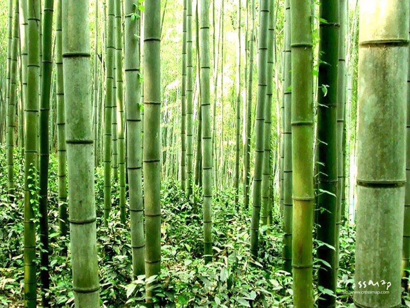 Bamboo Forest — Green, Serene, Afternoon, Photograph, Trees, Plants, Sunlight, Brown