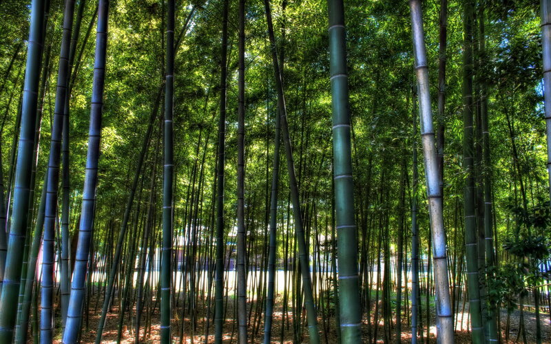 Bamboo Forest — Green, Serene, Afternoon, Photograph, Trees, Sunlight