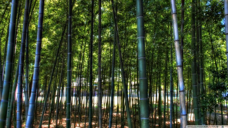 Bamboo Forest — Green, Serene, Afternoon, Photograph, Trees