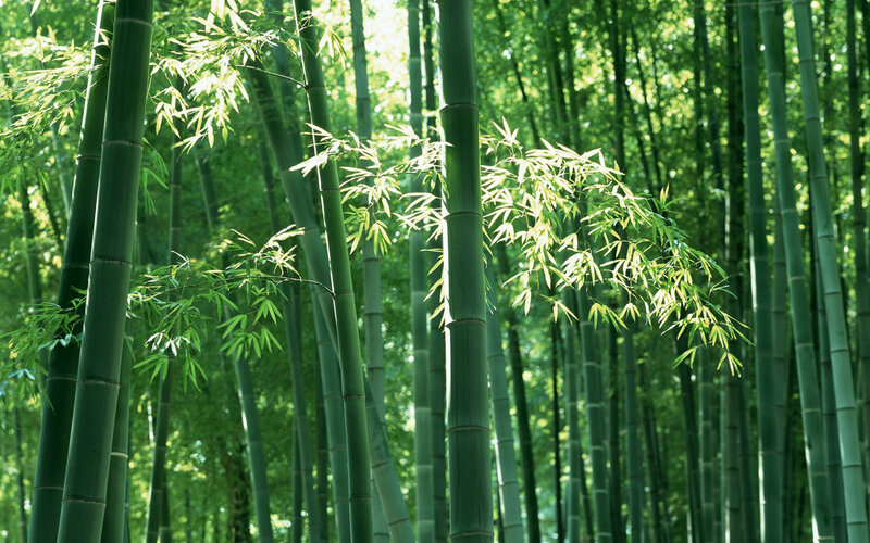 Bamboo Forest — Green, Serene, Afternoon