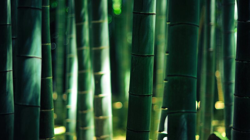 Bamboo Forest — Green, Serene, Morning, Photograph