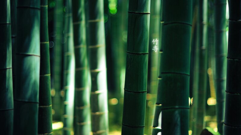 Bamboo Forest — Green, Serene, Morning, Photograph, Trees, Light