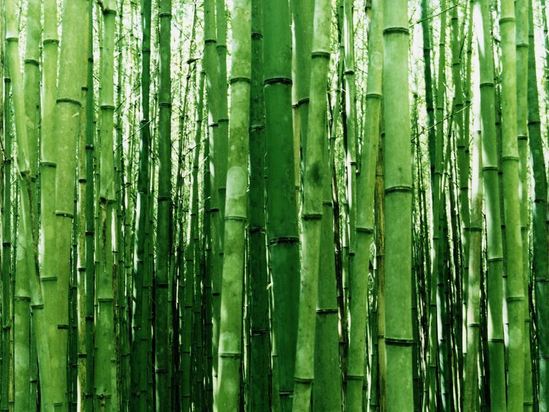 Bamboo Forest — Green, Serene, Morning, Photograph, Trees