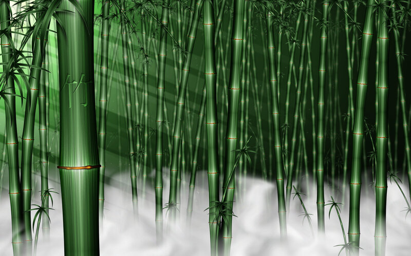 Bamboo Forest — Green, Serene, Morning