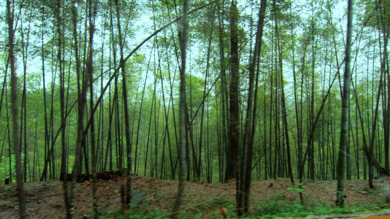 Bamboo Forest — Green, Serene, Photograph
