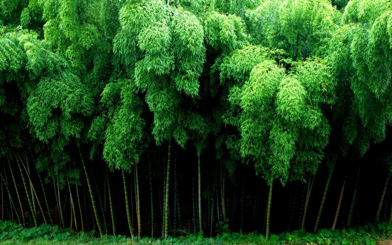 Bamboo Forest — Green, Serene, Photograph, Trees, Leaves