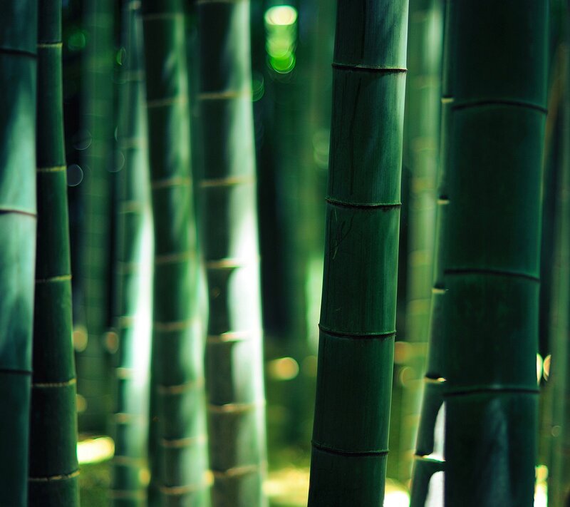 Bamboo Forest — Green, Serene, Photograph, Trees, Light
