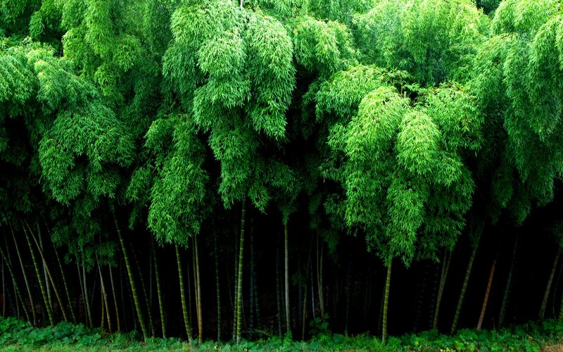 Bamboo Forest — Green, Serene, Photograph, Trees