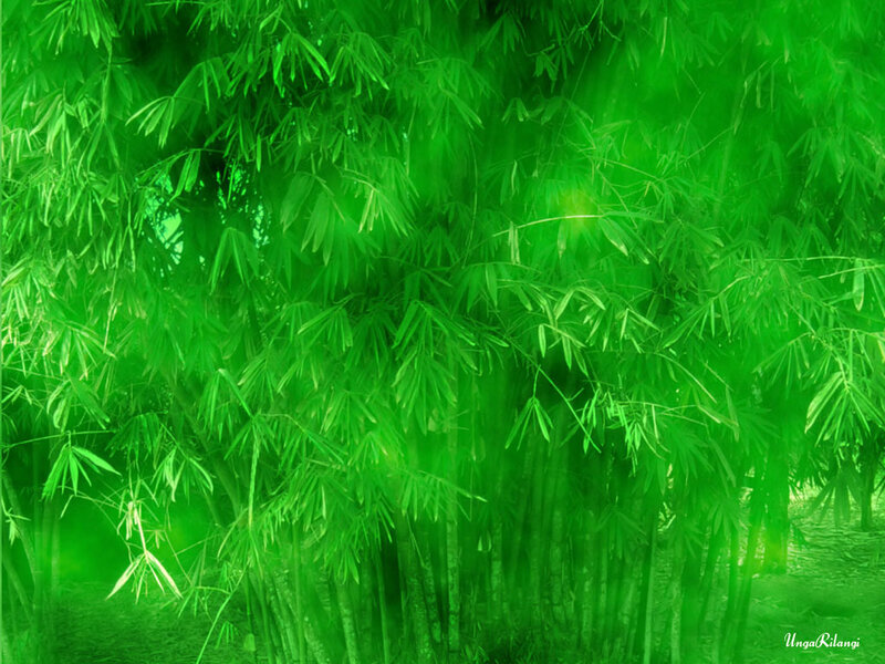 Bamboo Forest — Green