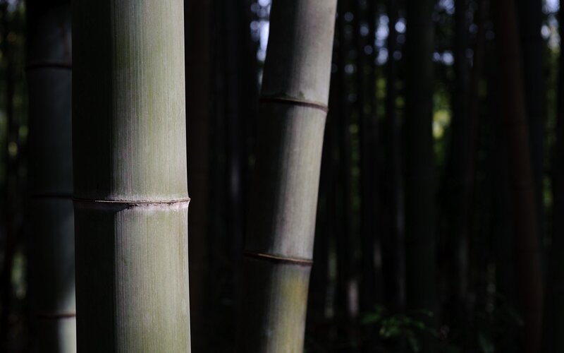 Bamboo forest in dappled light