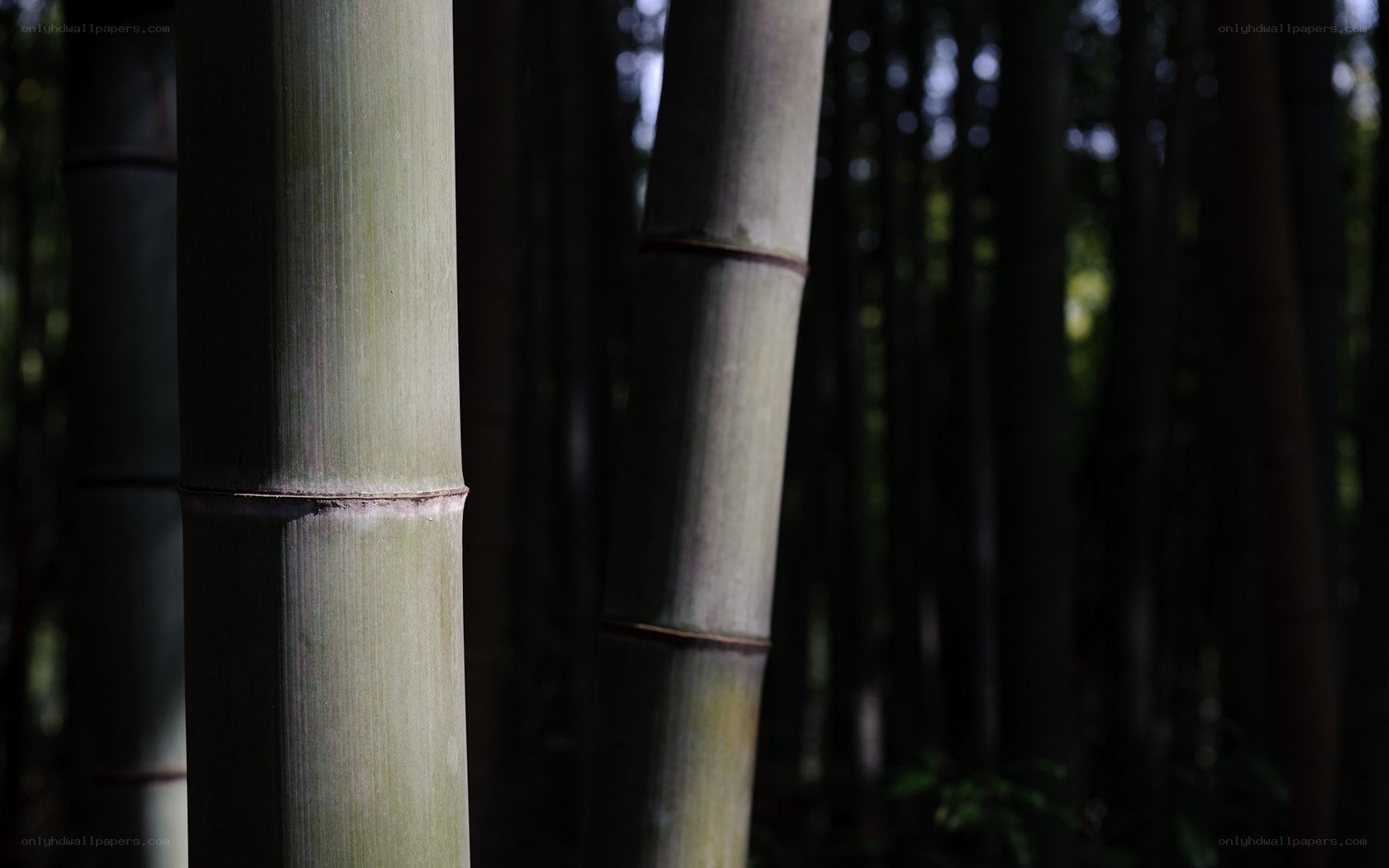 Bamboo forest in dappled light