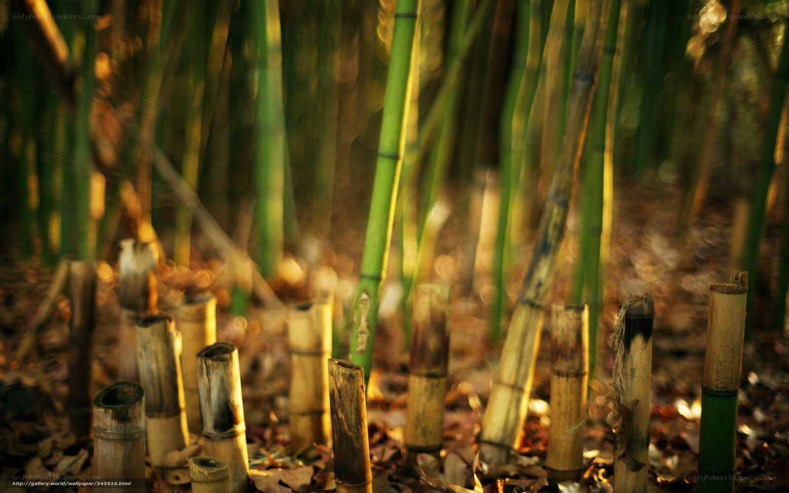 Bamboo forest in golden light