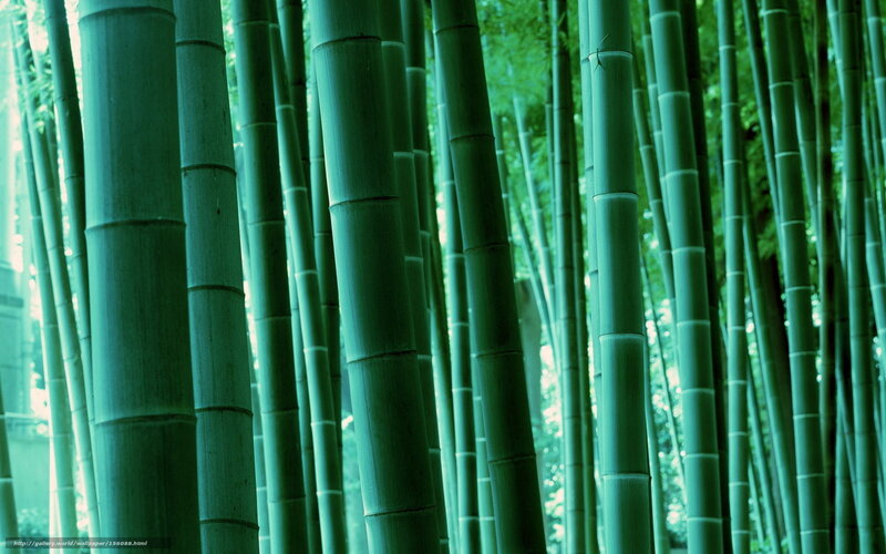 Bamboo forest in green light