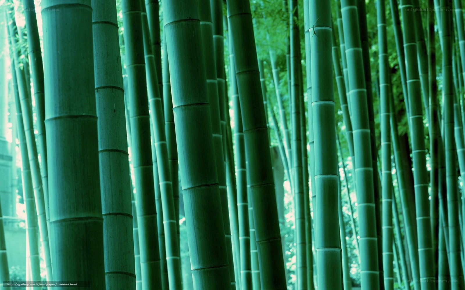 Bamboo forest in green light