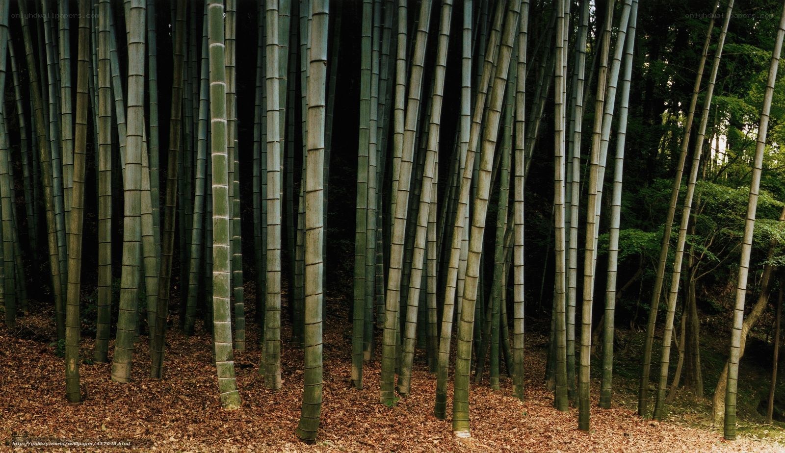 Bamboo forest in Japan