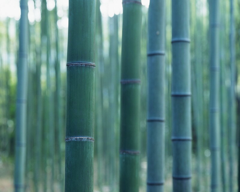 Bamboo forest in soft light
