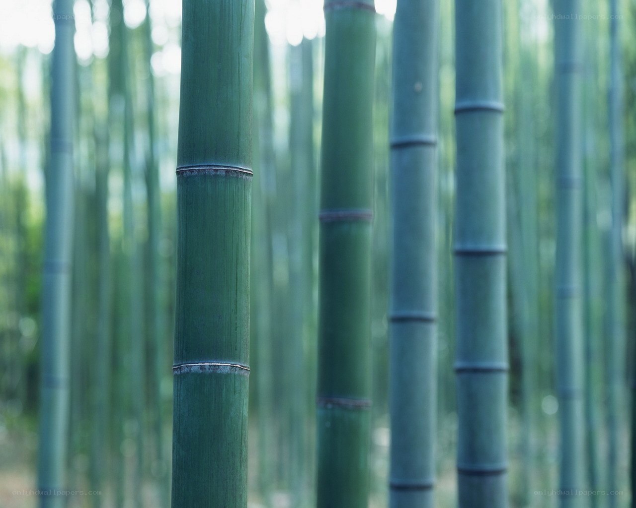 Bamboo forest in soft light