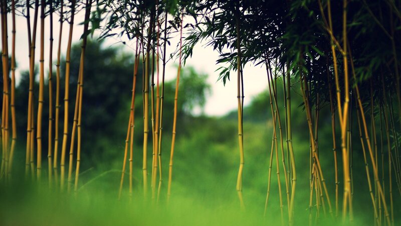 Bamboo forest in soft light