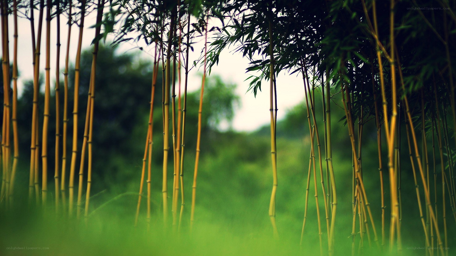 Bamboo forest in soft light