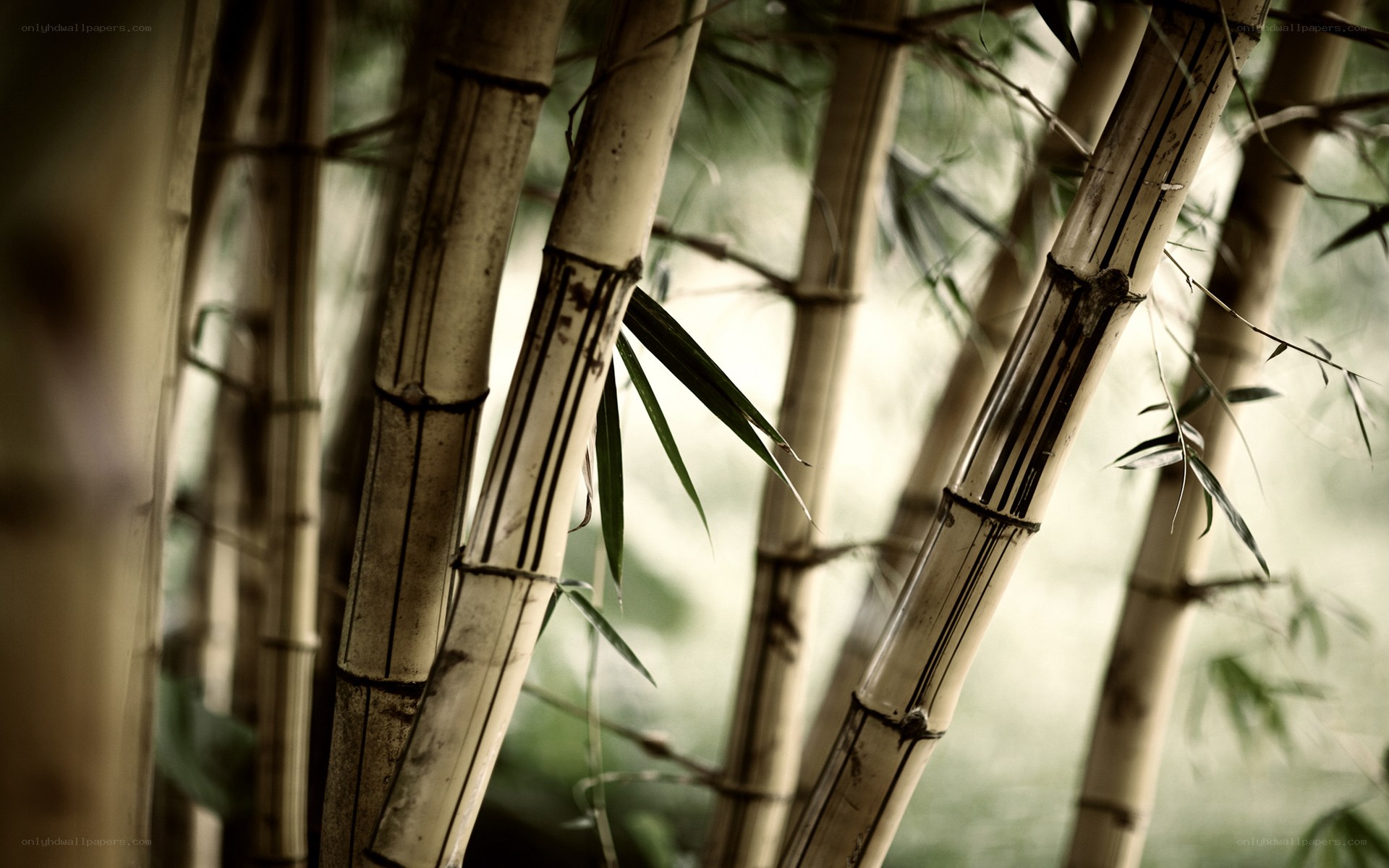 Bamboo forest in soft light