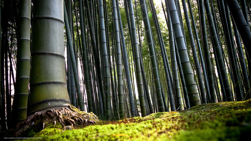 Bamboo forest in sunlight