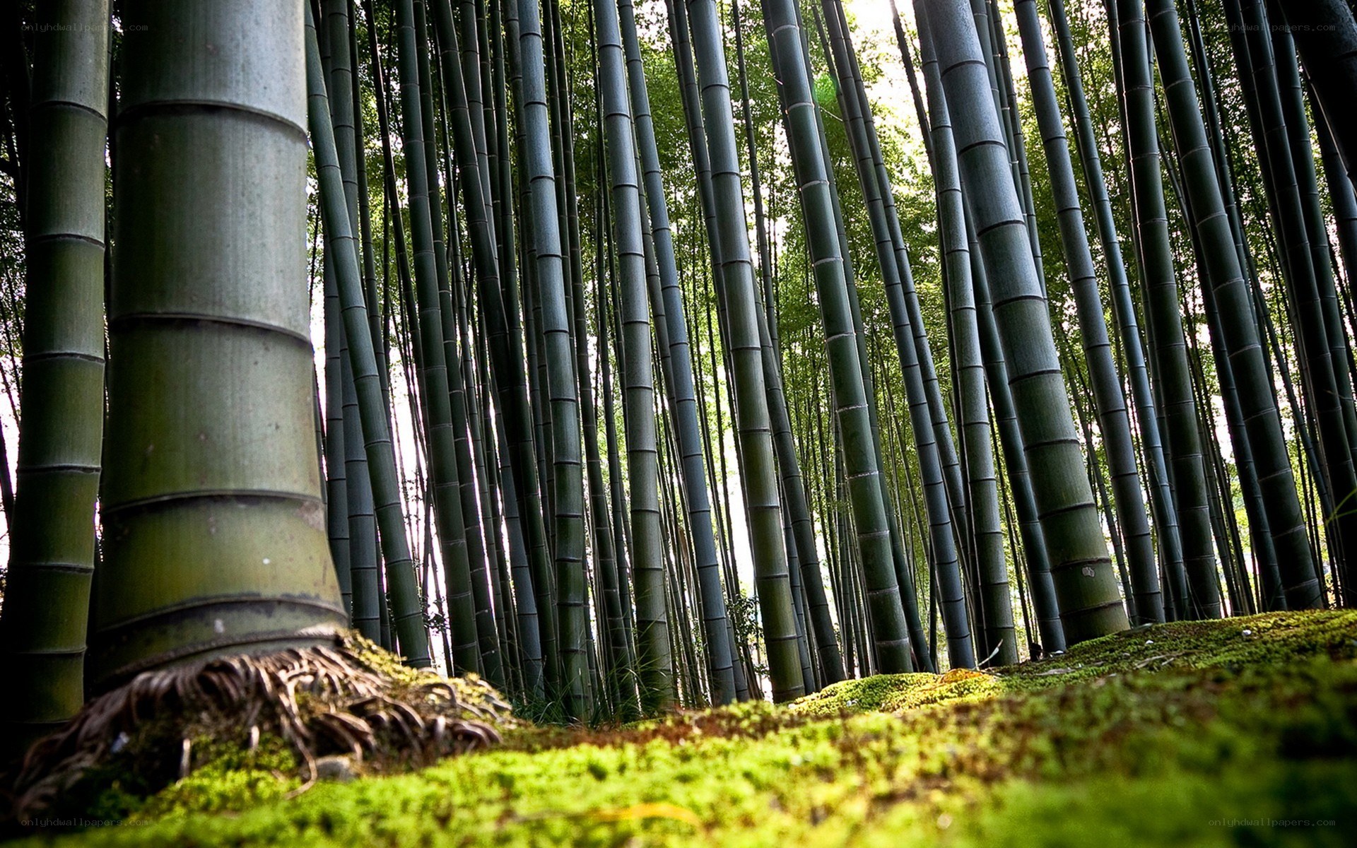 Bamboo forest in sunlight