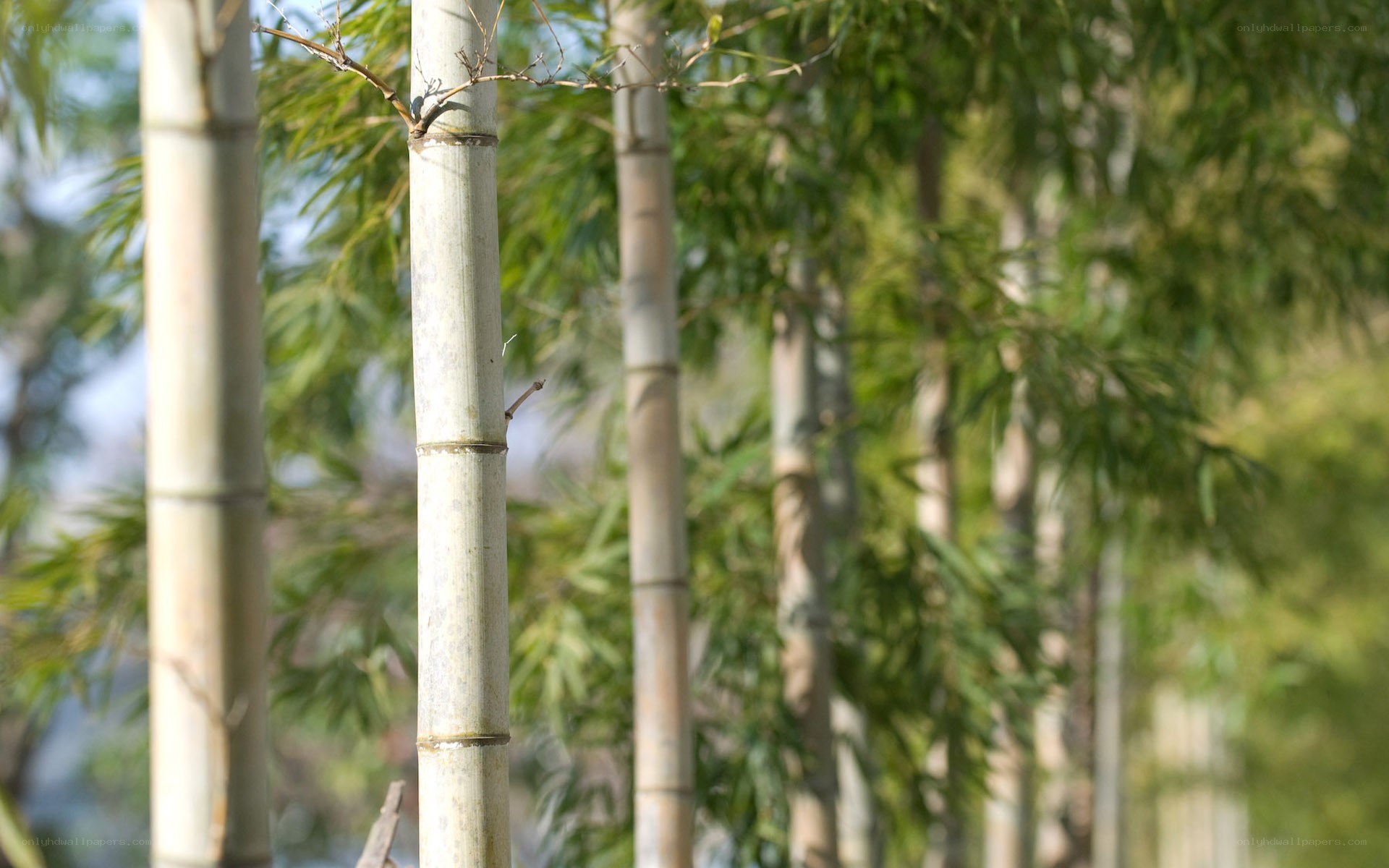Bamboo forest in sunlight