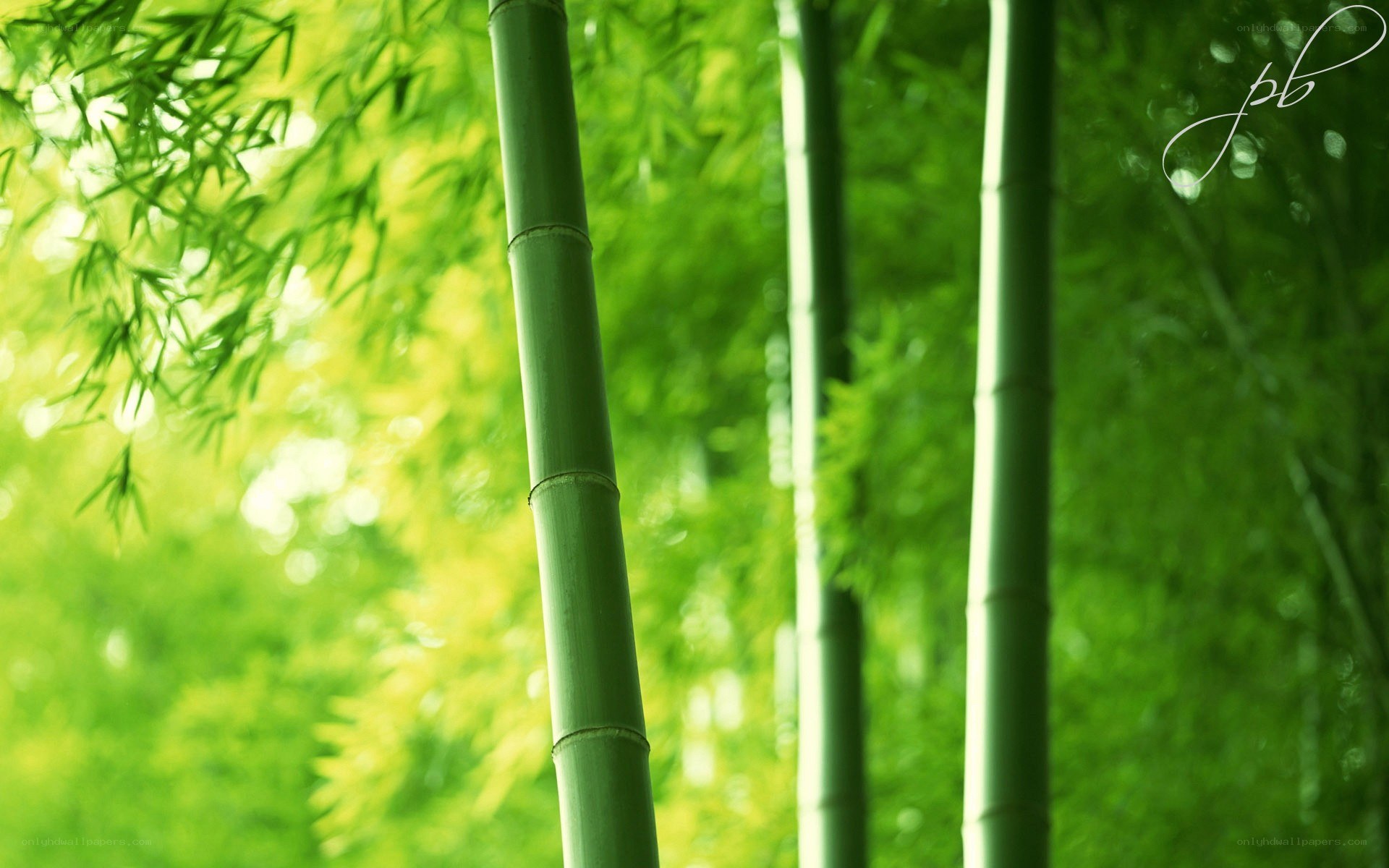 Bamboo forest in sunlight