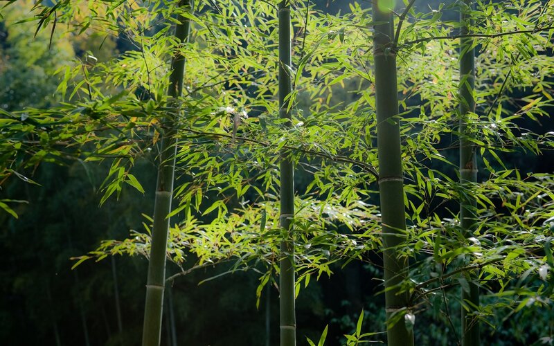 Bamboo Forest in Sunlight — Green