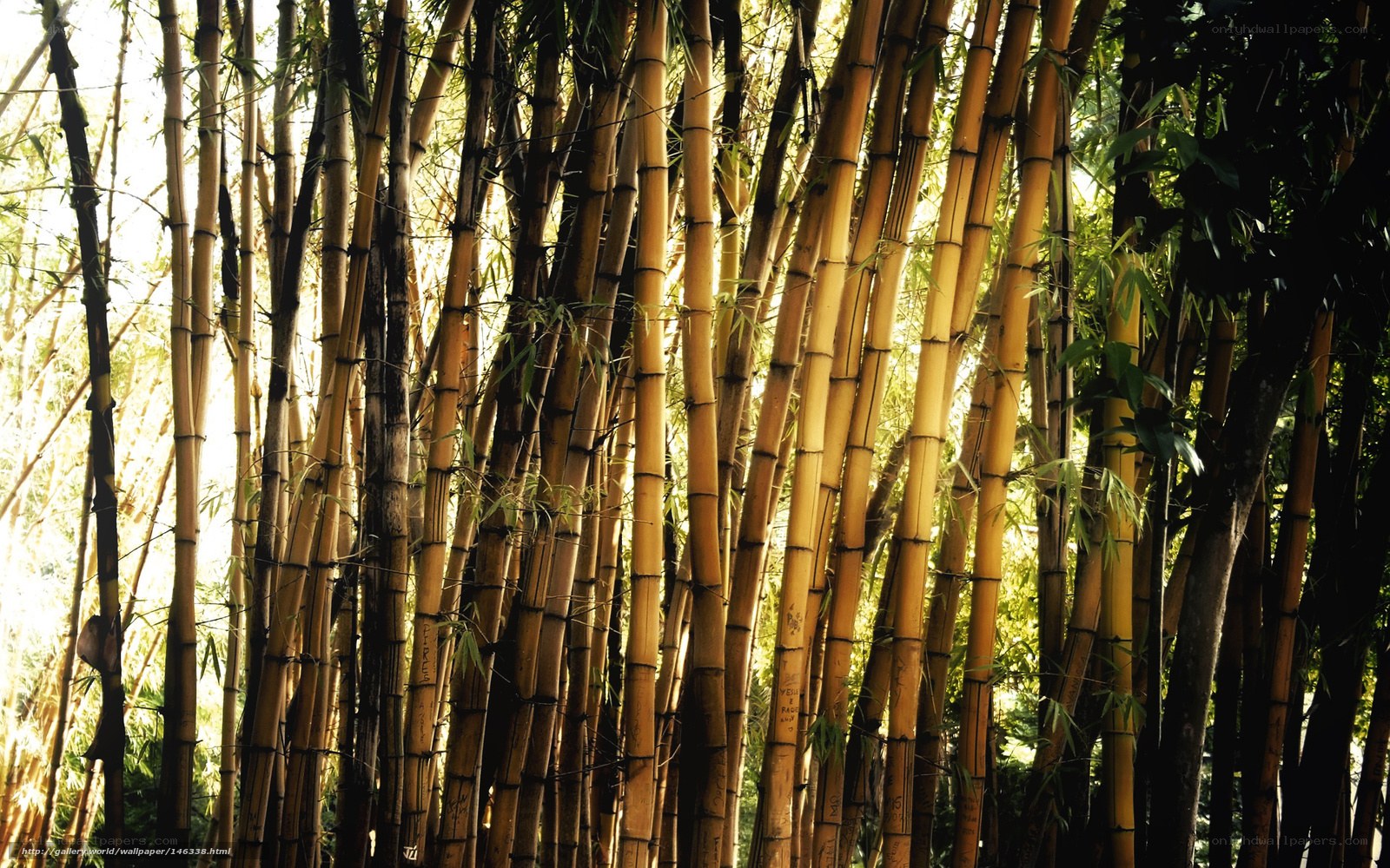 Bamboo forest in sunlight