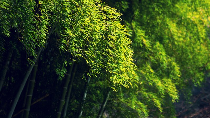 Bamboo Forest — Leaves
