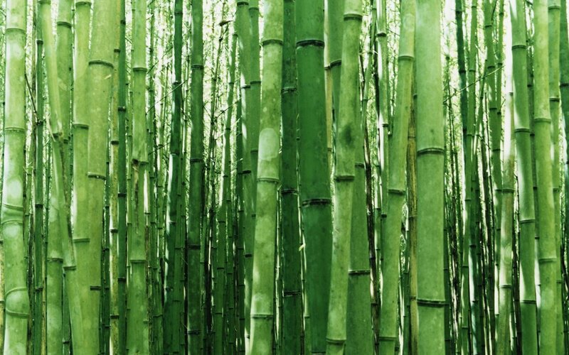 Bamboo Forest — Morning