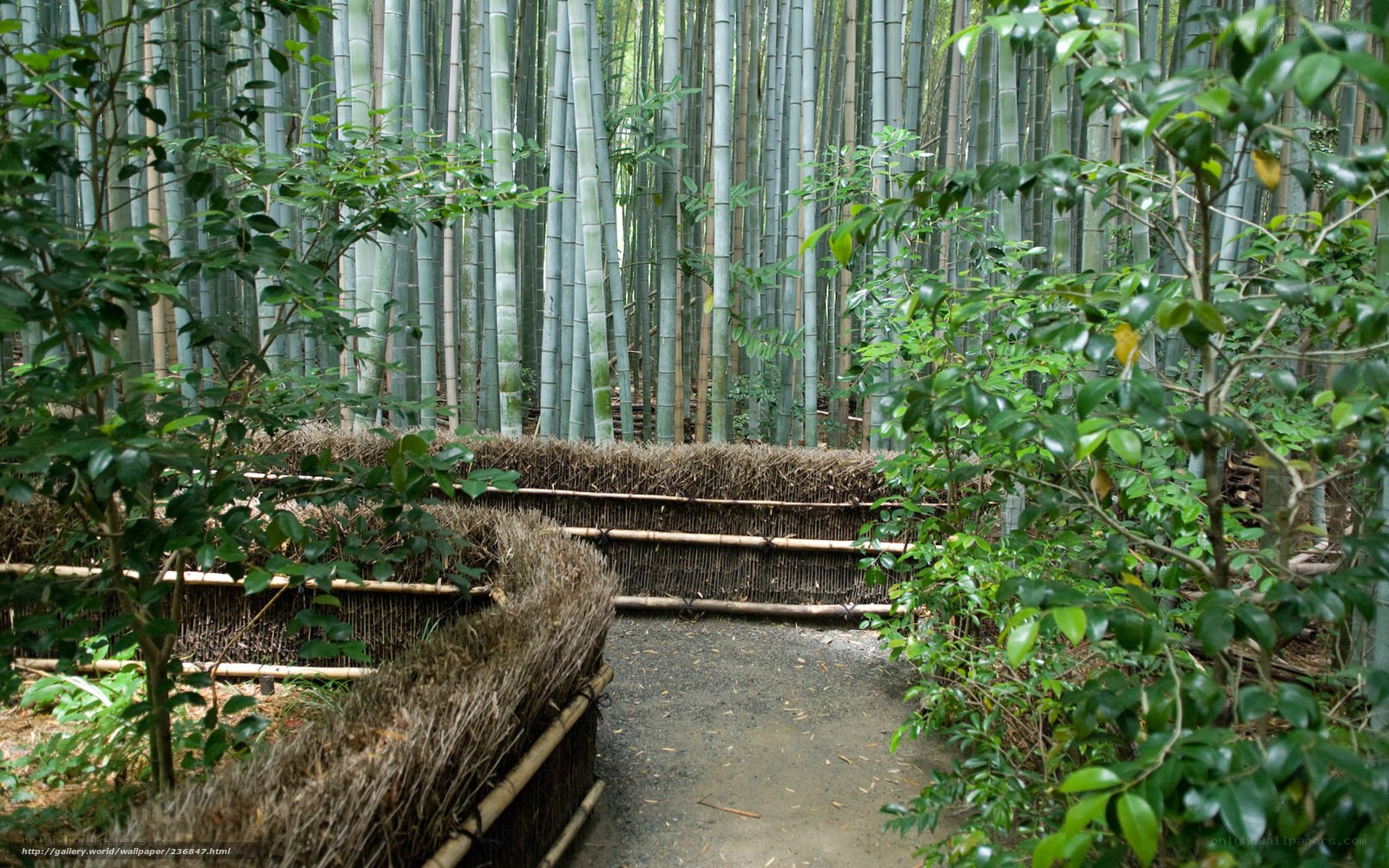 Bamboo forest path