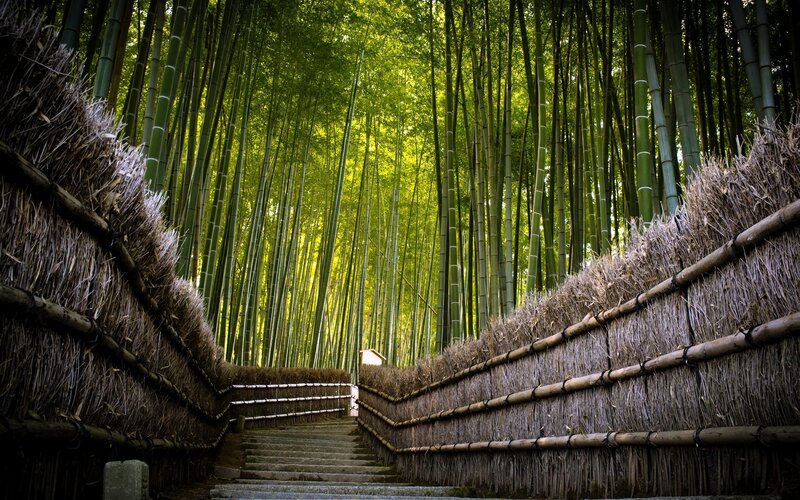 Bamboo forest path