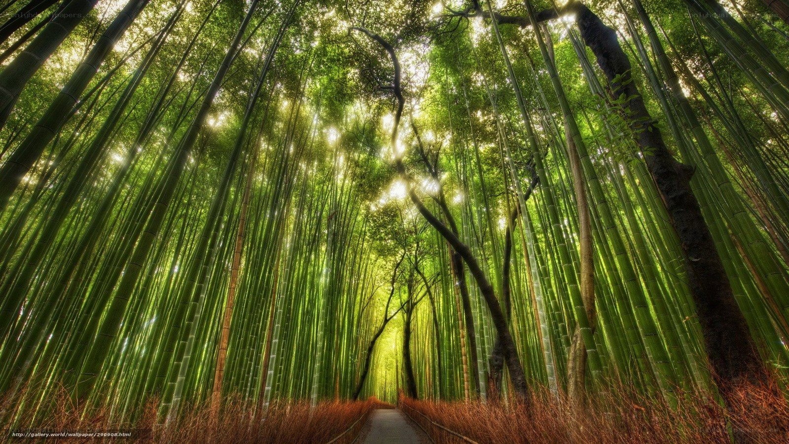 Bamboo forest path