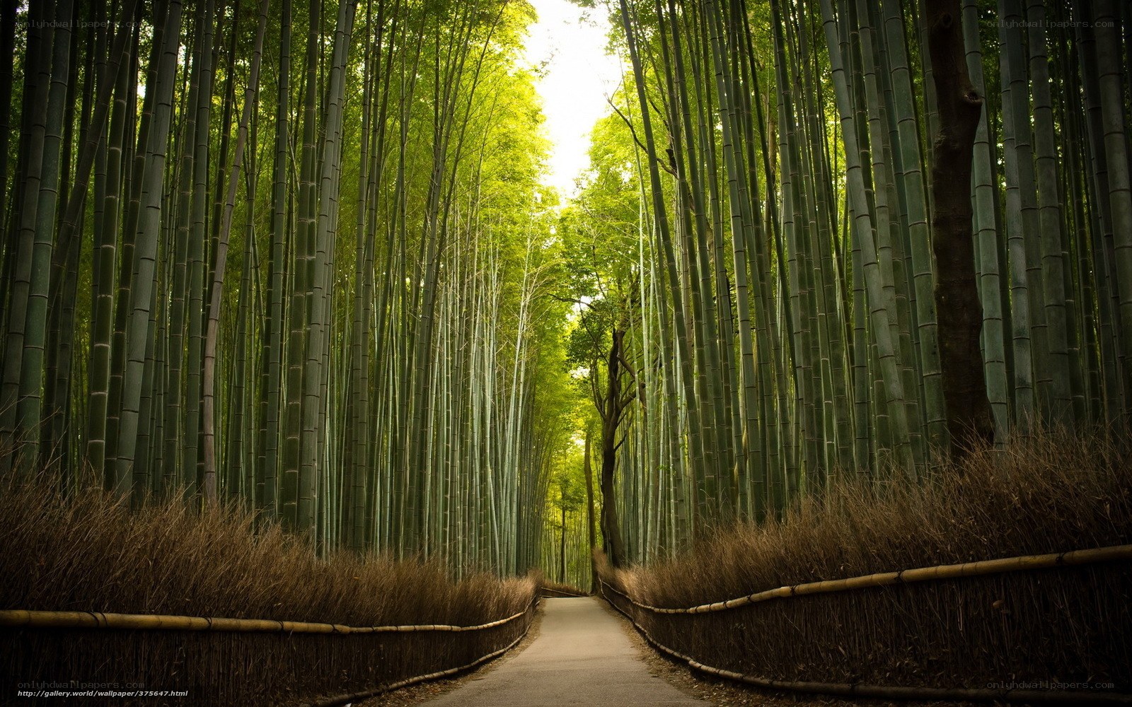 Bamboo forest path