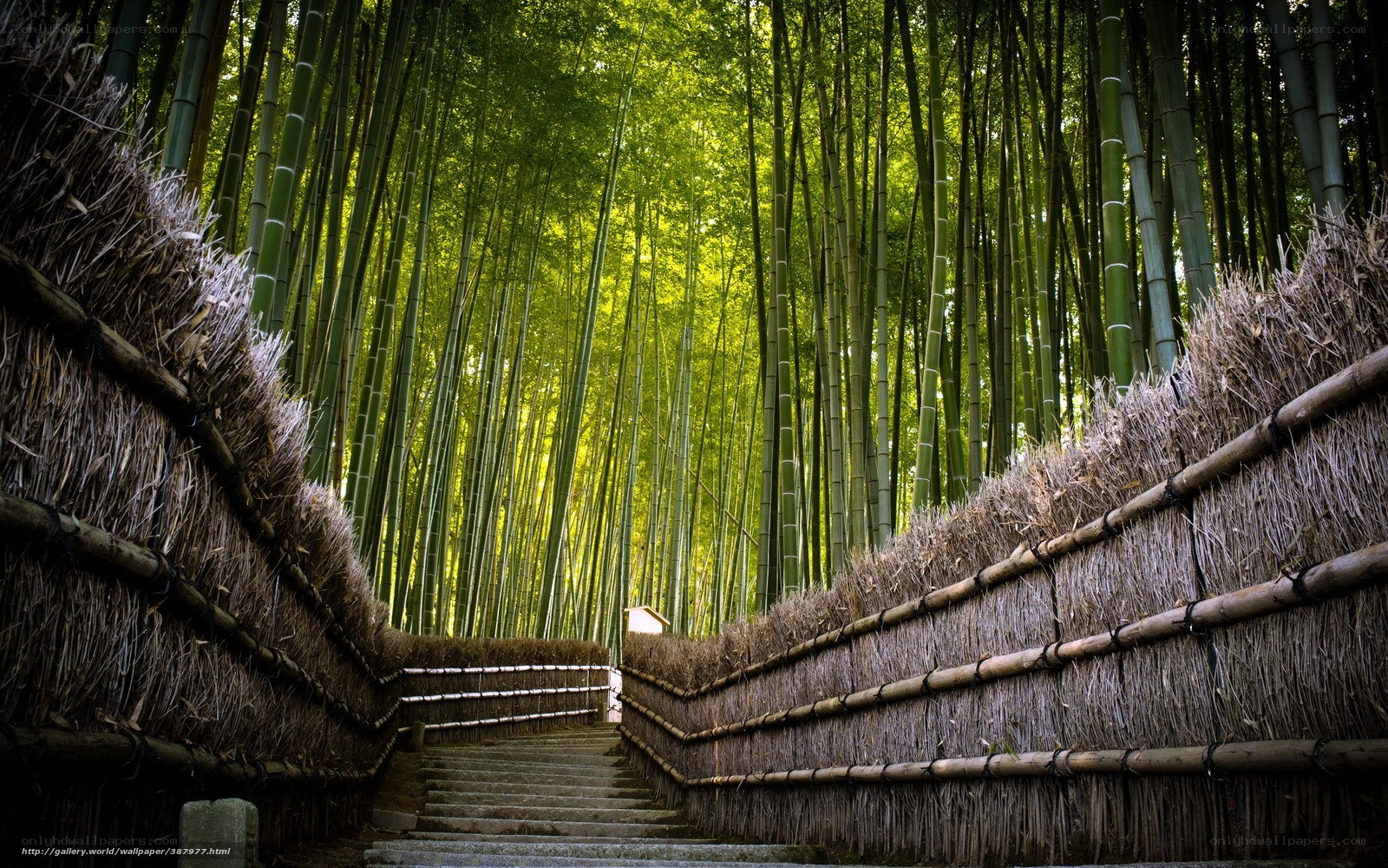 Bamboo forest path