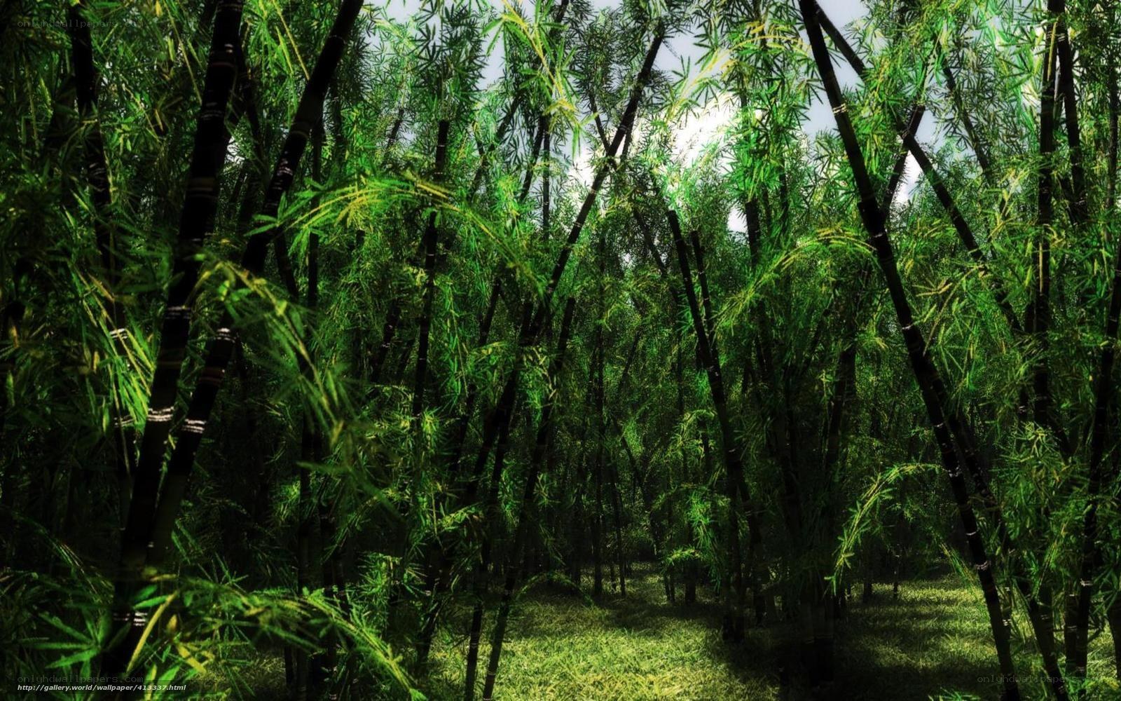 Bamboo forest path