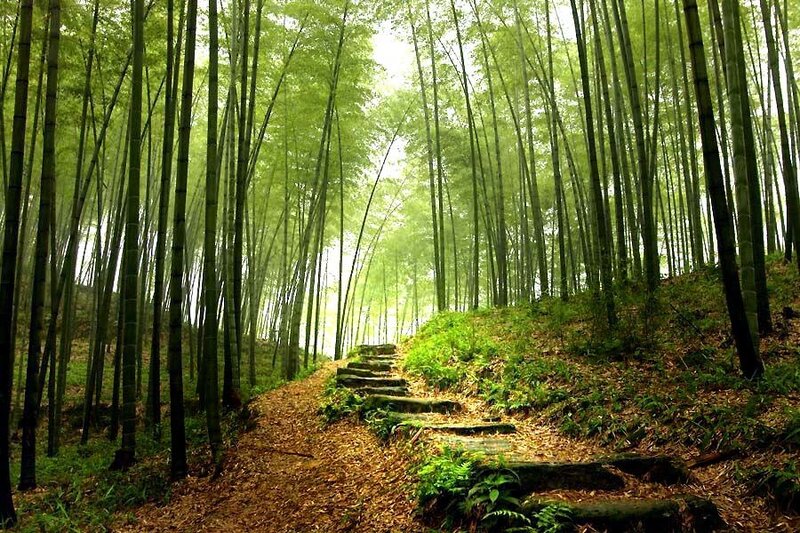 Bamboo forest path