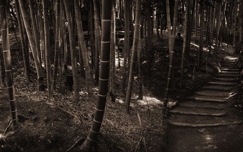 Bamboo forest path
