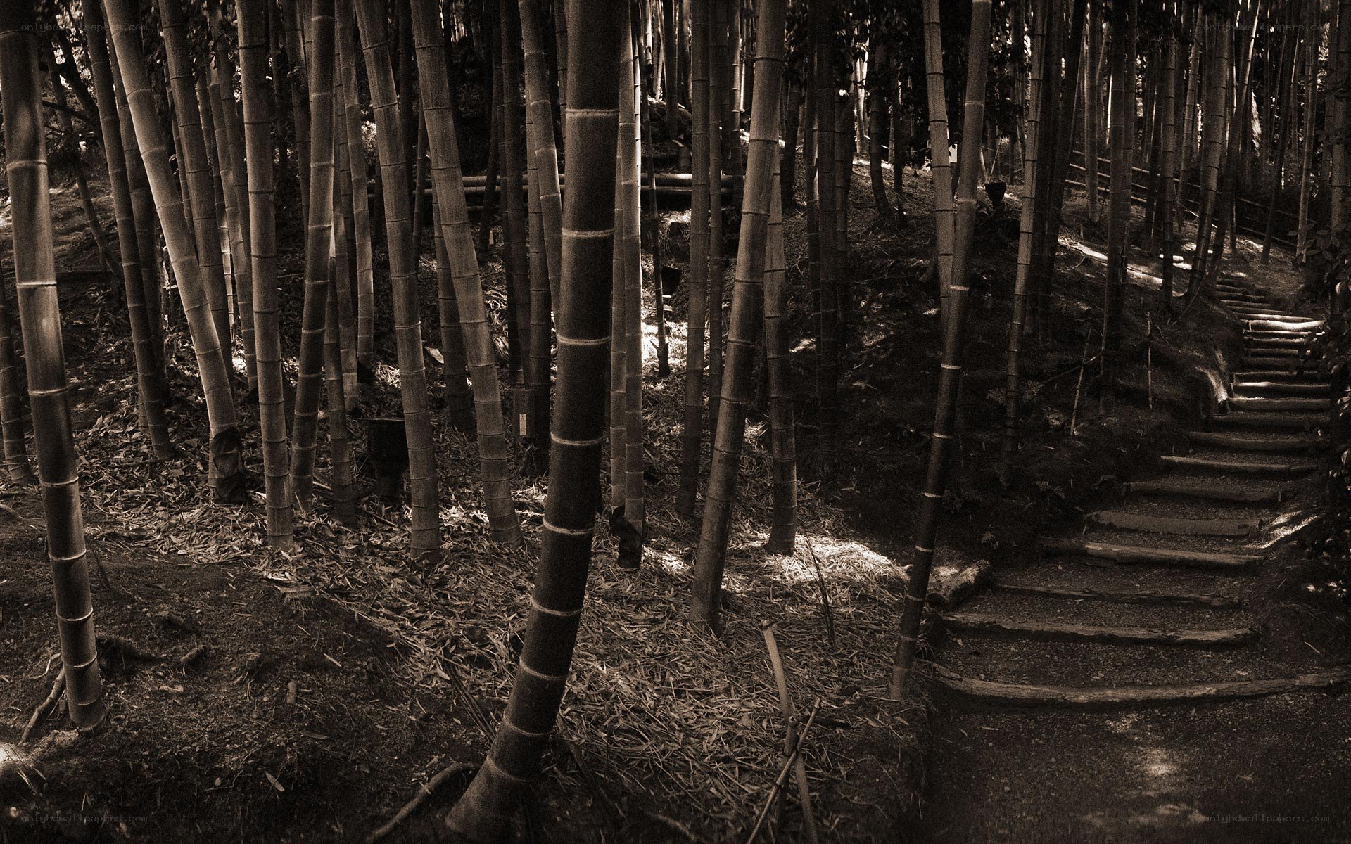 Bamboo forest path