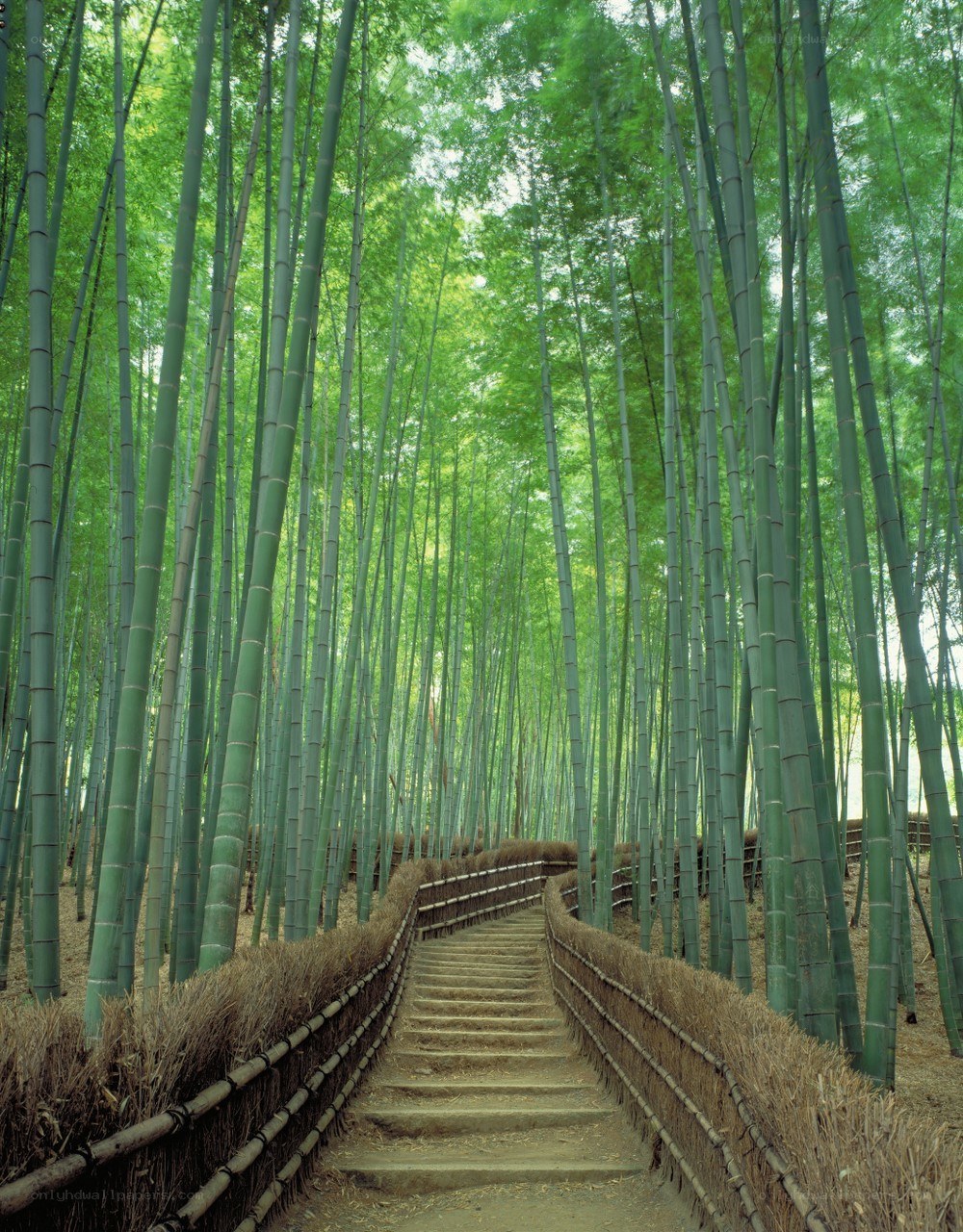Bamboo forest path