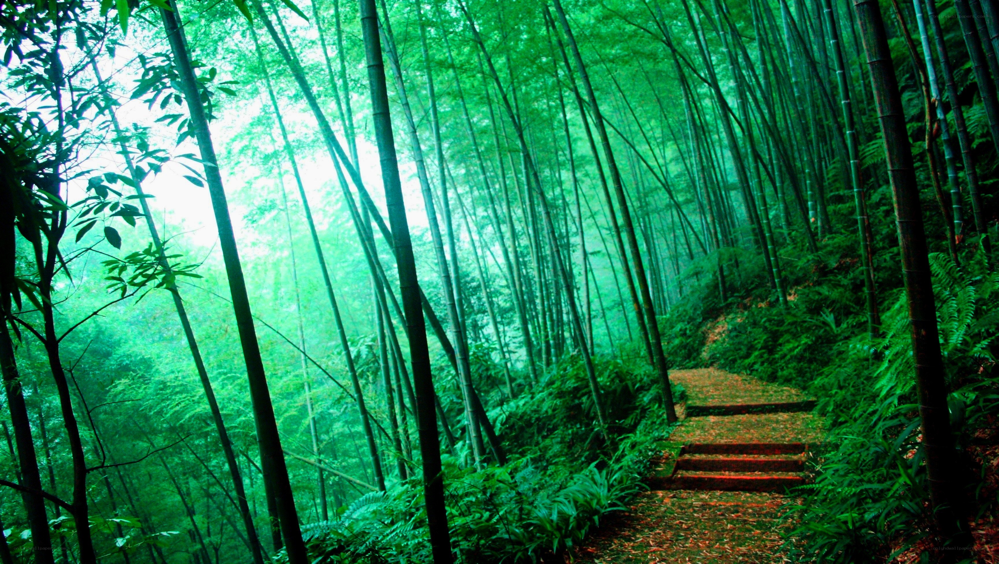 Bamboo forest path