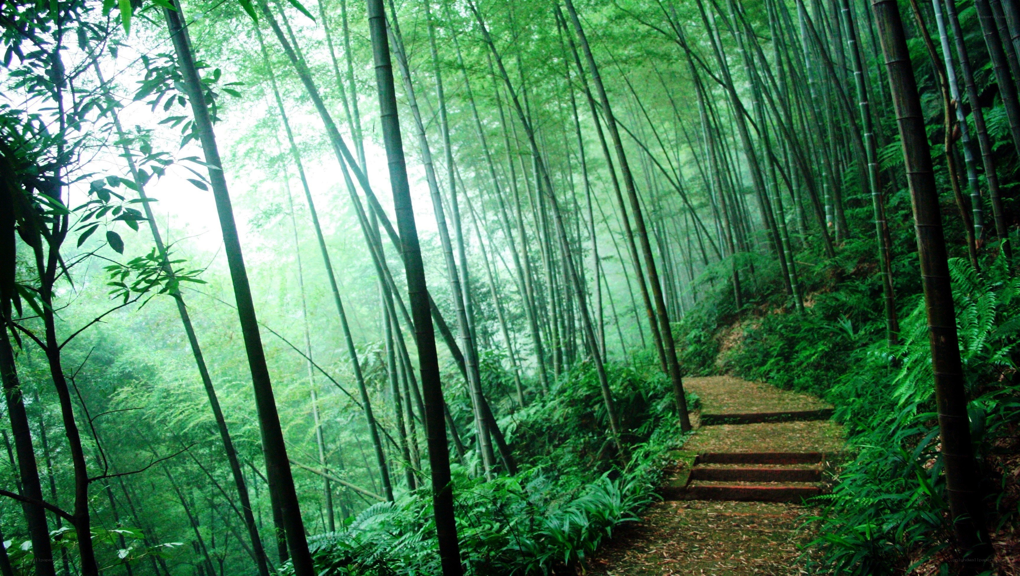 Bamboo forest path
