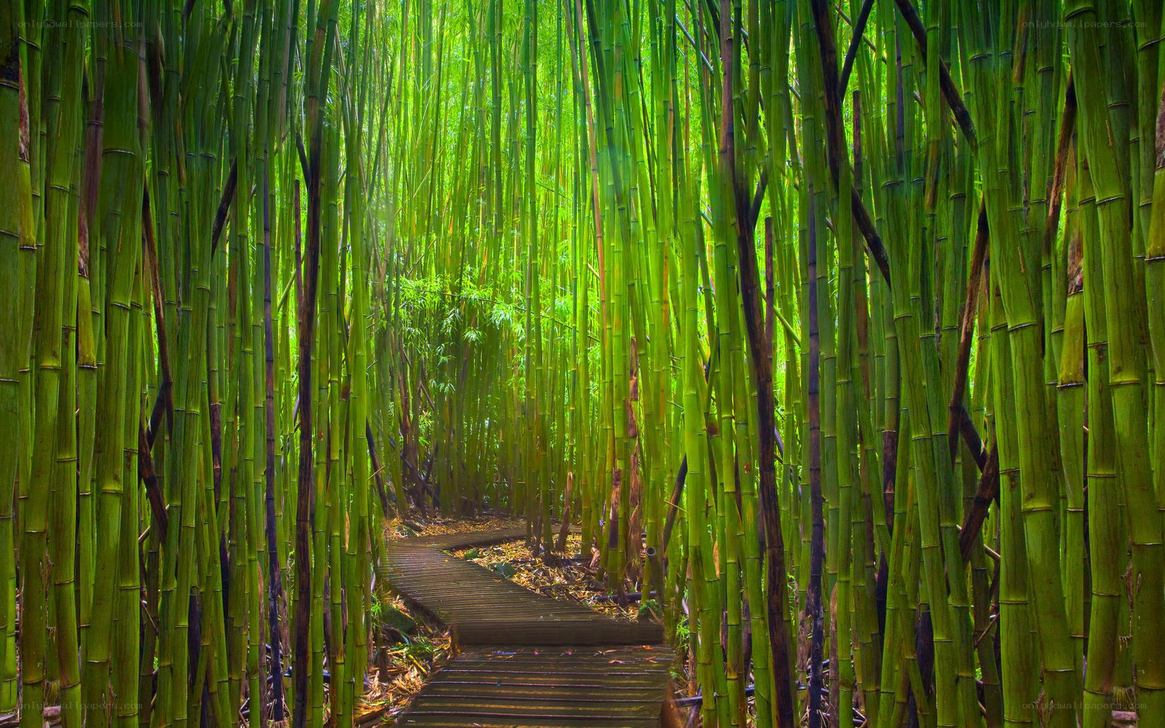 Bamboo forest path