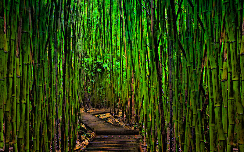 Bamboo forest path