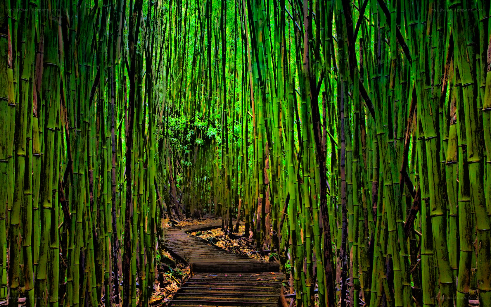 Bamboo forest path