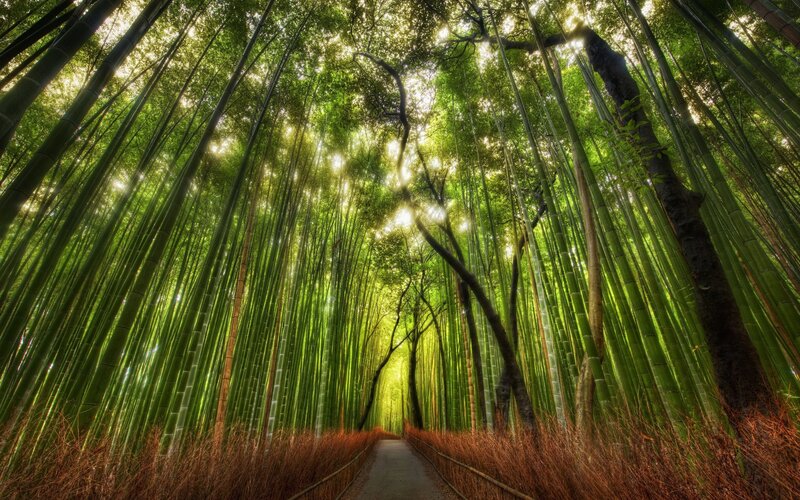 Bamboo forest path